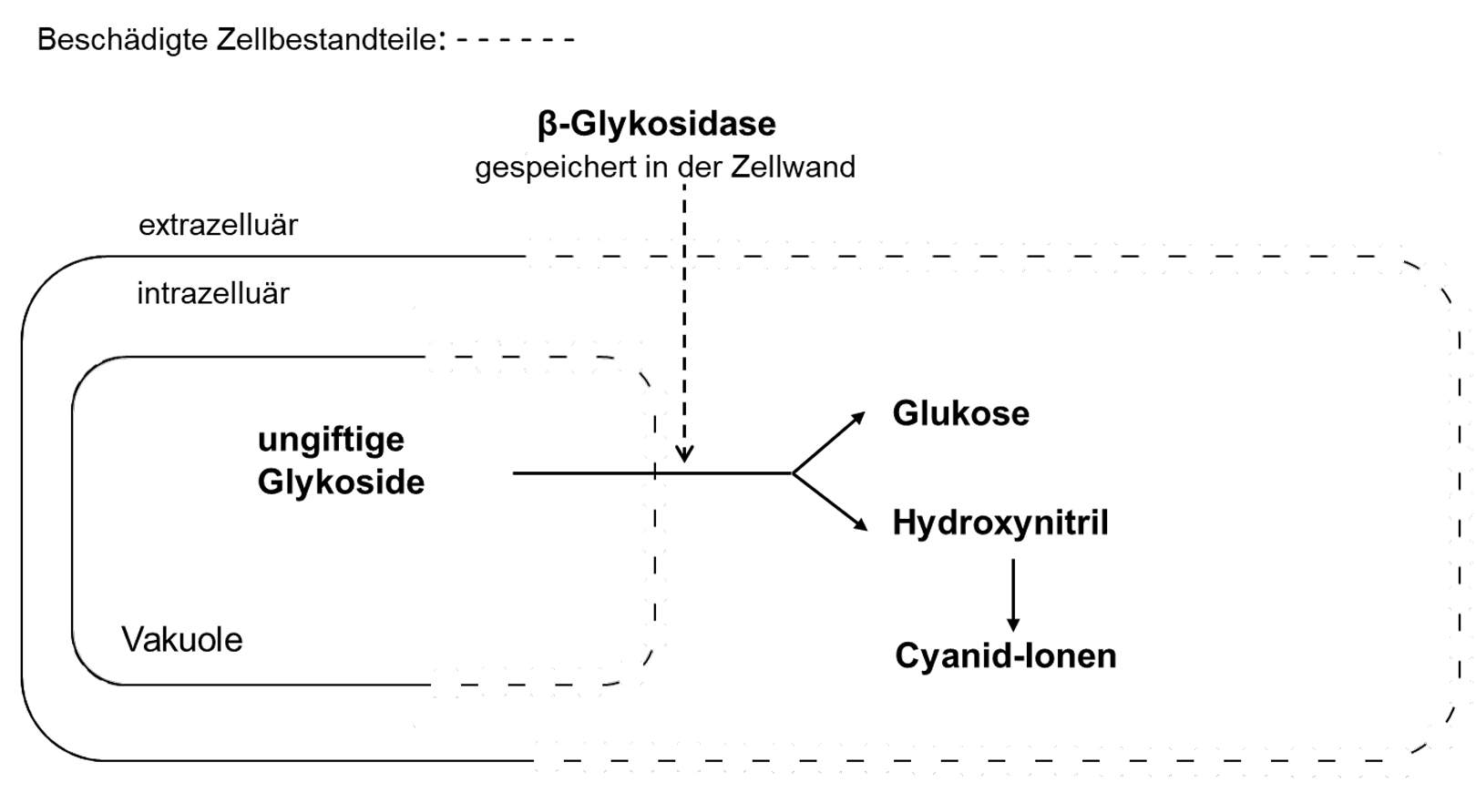 Diagramm: beschädigte Pflanzenzelle; Glykoside in Vakuole werden zu Glukose, Hydroxynitril und Cyanid.